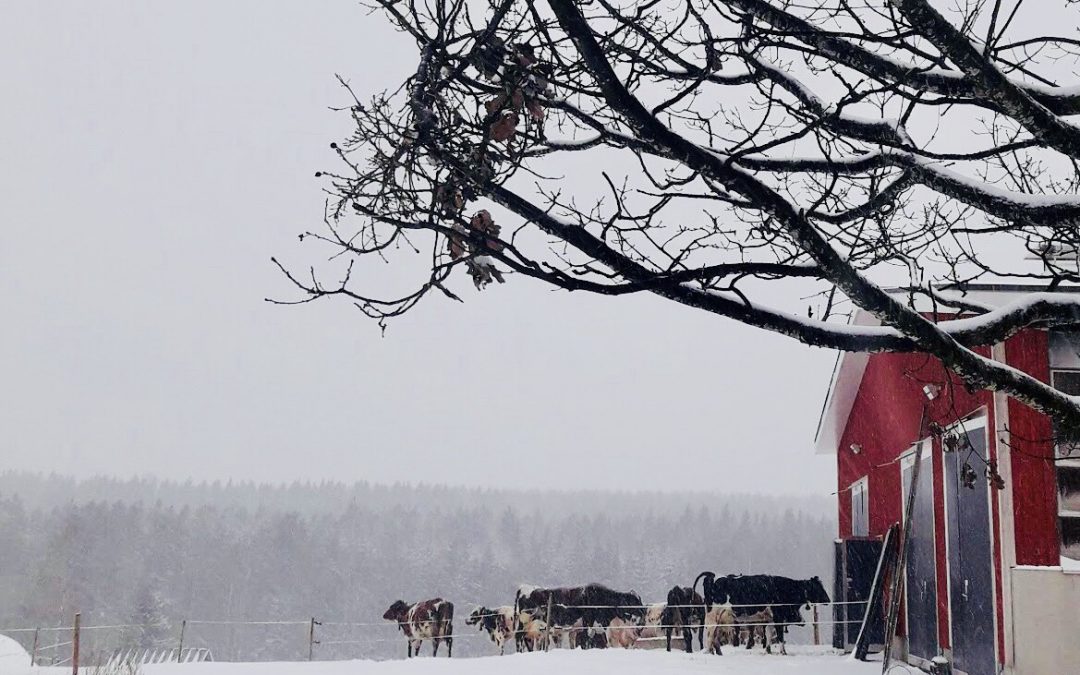 Maaseutu- ja erävihreät kannattavat kunnianhimoista eläinsuojelulakia – se on myös tuottajan etu