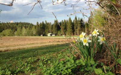 Vihreiden maatalousohjelma tavoittelee reilua ja kestävää murrosta