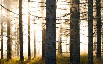 Suomen metsät tarvitsevat uutta metsäpolitiikkaa
