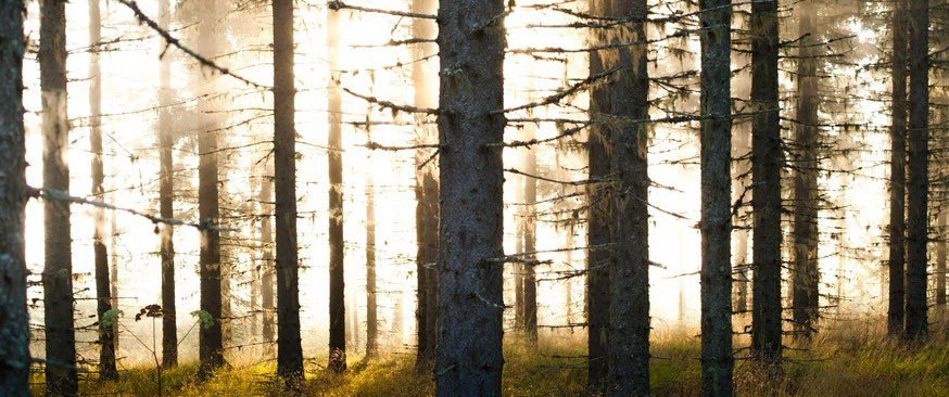 Suomen metsät tarvitsevat uutta metsäpolitiikkaa