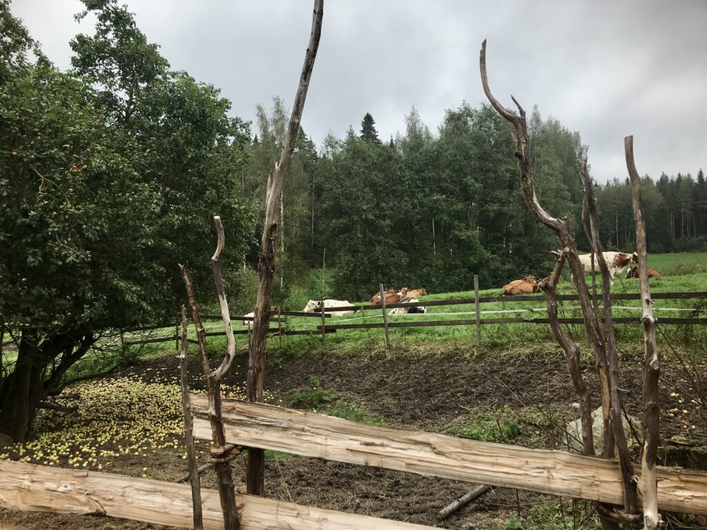 Etelä-Suomessakin voi vielä nähdä lehmiä laitumella.
